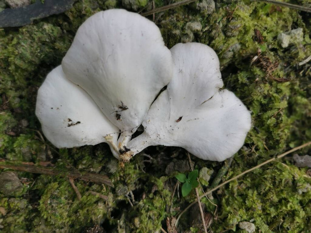 el embudo blanco en forma de abanico hongos woodcap - Foto, Imagen