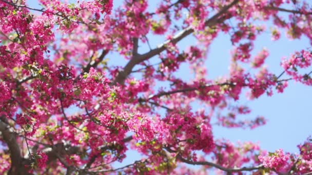 Flor de cerejeira - Filmagem, Vídeo