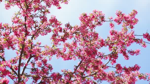 Kirsikankukka - Materiaali, video