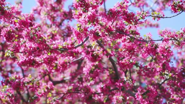 Άνθη κερασιάς - Πλάνα, βίντεο