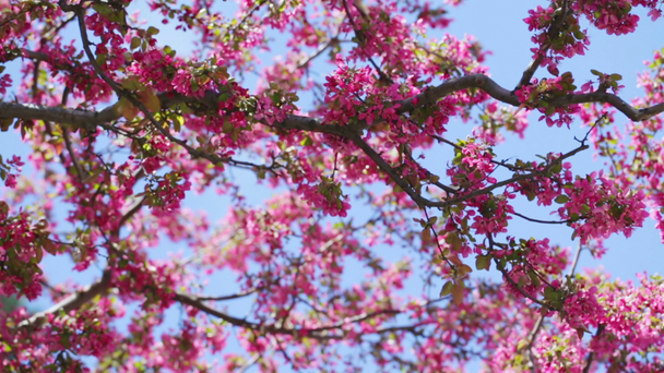 Fiore di ciliegio - Filmati, video