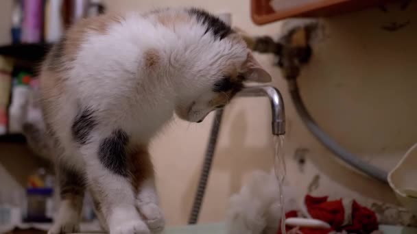Curioso gato doméstico multicolor examina el agua corriente del grifo del baño - Metraje, vídeo