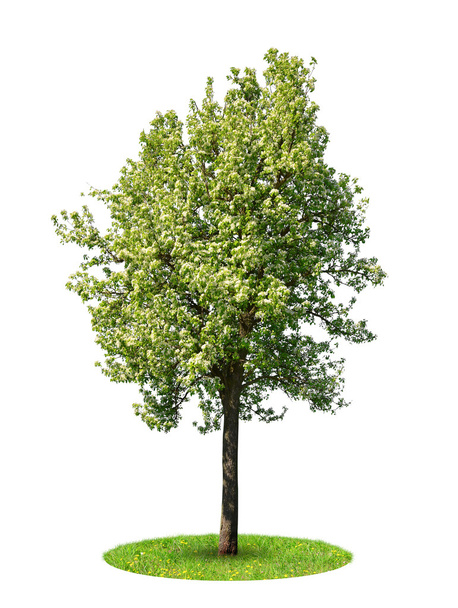 Цветущее дерево
 - Фото, изображение