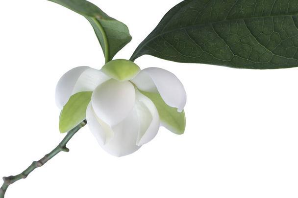 Flor de magnolia blanca (Magnolia grandiflora) sobre fondo blanco. Llamado Evegreen Magnolia, Bull Bay, Bullbay Magnolia, Laurel Magnolia y Loblolly Magnolia. - Foto, Imagen