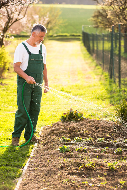 Senior man gardening - Foto, afbeelding