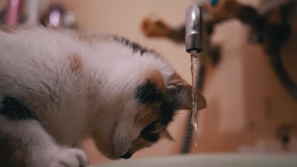 Curioso gato doméstico multicolor examina el agua corriente del grifo del baño - Imágenes, Vídeo