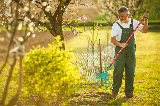 Senior man gardening - Foto, afbeelding