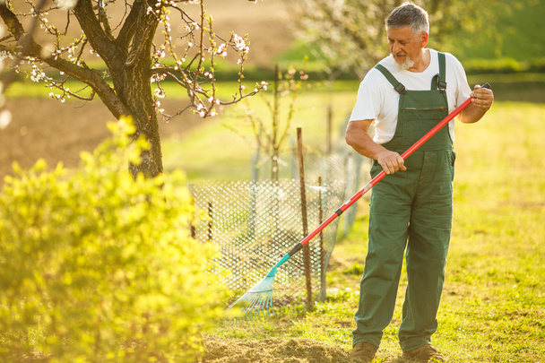 Senior man gardening - Foto, Bild