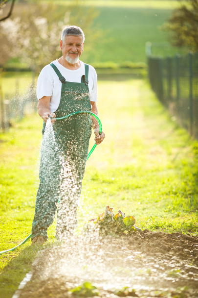 Senior man gardening - Фото, изображение