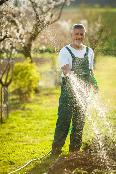 Senior man tuinieren - Foto, afbeelding
