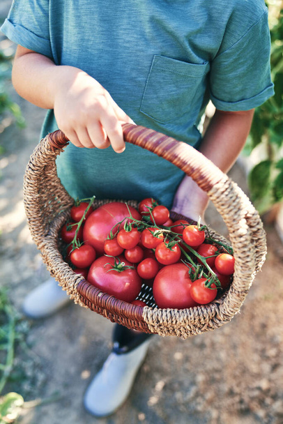 Close up of boy holding full wicker basket with tomatoes - Photo, Image