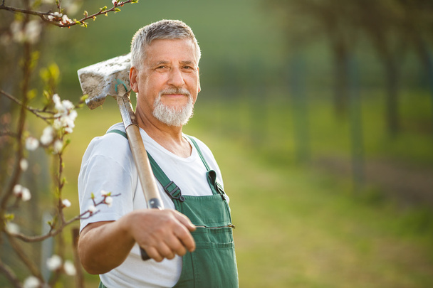 Senior man gardening - Фото, изображение
