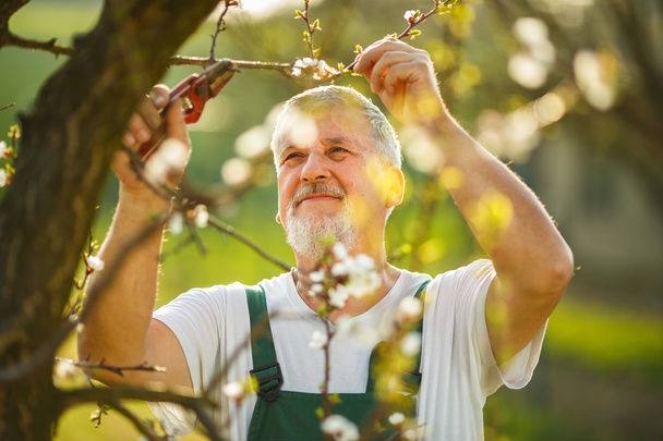 Senior man gardening - Fotó, kép