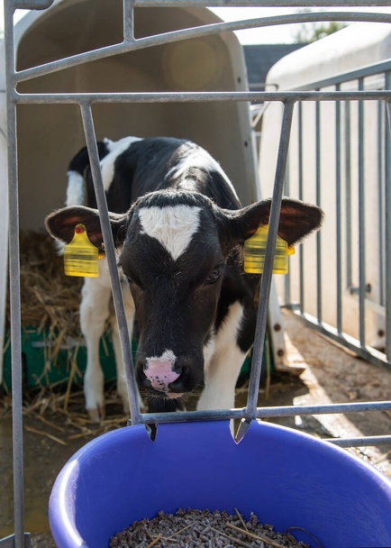 Αγελάδα σε μια γάμπα σε μια φάρμα. - Φωτογραφία, εικόνα