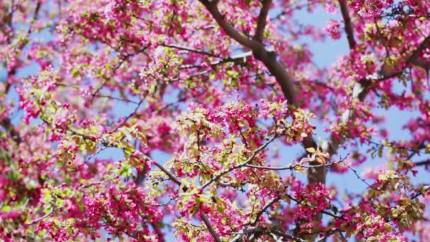 Třešňový květ - Záběry, video