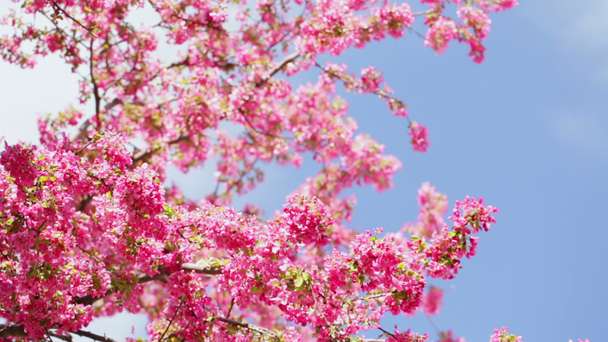 Cherry blossom - Footage, Video