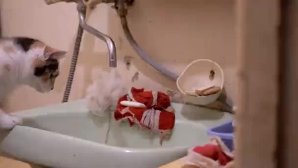 Il gatto domestico multicolore curioso esamina l'acqua corrente dal rubinetto del bagno - Filmati, video