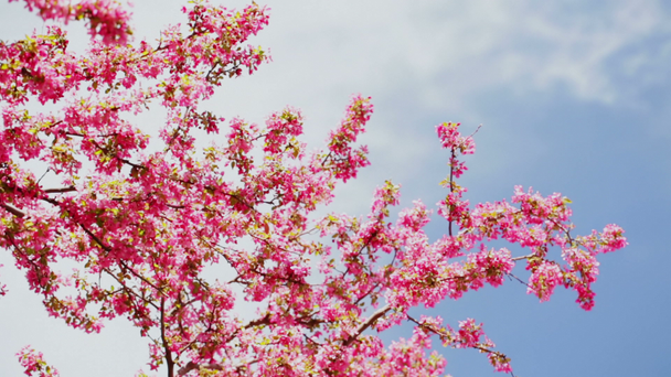 Flor de cerejeira - Filmagem, Vídeo