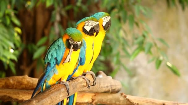 Aves guacamayos en chiangmai Tailandia - Metraje, vídeo