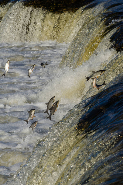 Fishes go for spawning upstream. Vimba jumps over waterfall on the Venta River, Kuldiga, Latvia. - Photo, Image