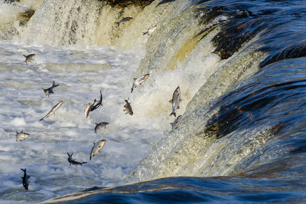 I pesci vanno per la deposizione delle uova a monte. Vimba salta oltre la cascata sul fiume Venta, Kuldiga, Lettonia. - Foto, immagini