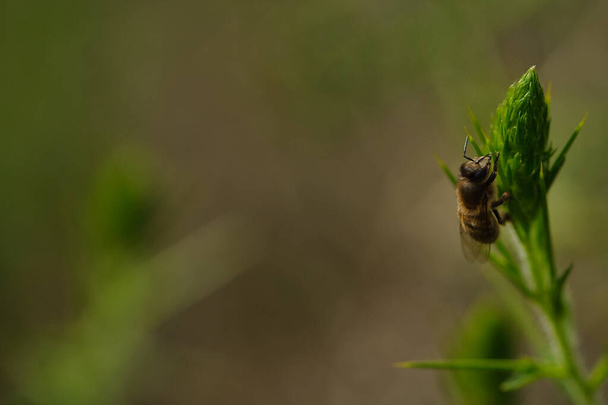 Méh az előtérben egy zöld növényen. Fókuszon kívüli háttér. - Fotó, kép
