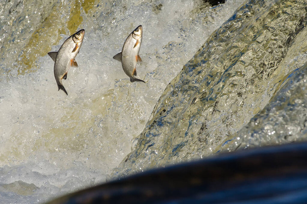 Риби йдуть на нерест вгору за течією. Вімба перестрибує через водоспад на річці Вента (Кулдіга, Латвія).. - Фото, зображення