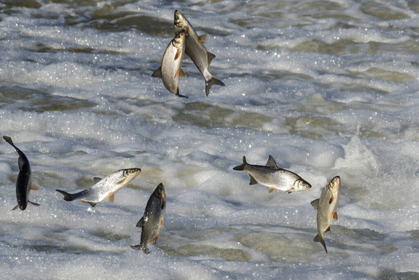 魚は上流へ産卵に行く。ヴィンバはラトビアのクルディガ川の滝を飛び越える. - 写真・画像