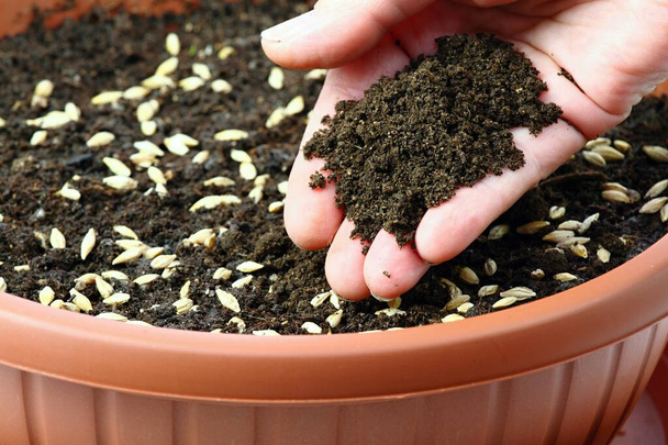 Ręczne sadzenie nasion jęczmienia do dekoracji wielkanocnej. Nasiona jęczmienia w doniczce pokrywają się glebą. - Zdjęcie, obraz