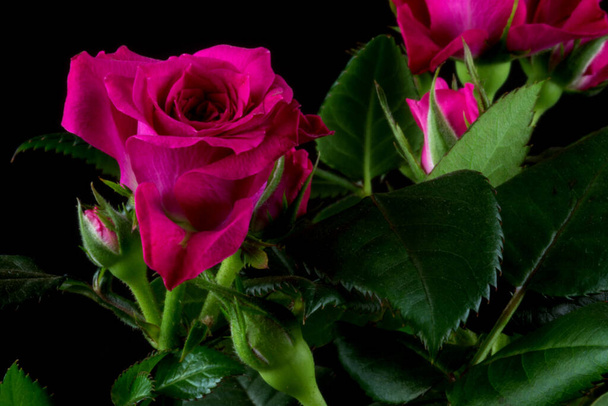 Μινιατούρα τριαντάφυλλο closeup προβολή απομονώνονται σε μαύρο φόντο - Φωτογραφία, εικόνα