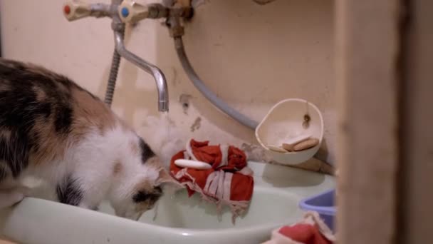 Curioso gatto domestico multicolore gioca zampa con acqua corrente nel rubinetto nel bagno - Filmati, video