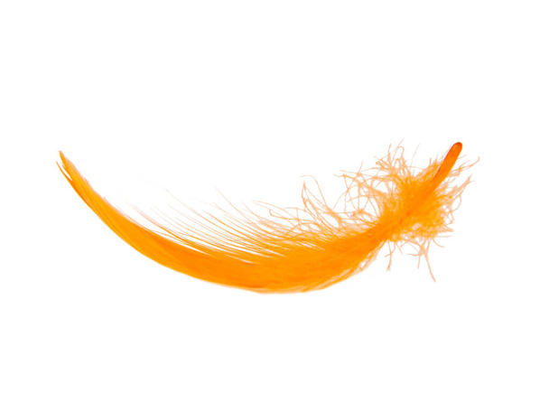 Orange fluffy feather isolated on the white background - Photo, Image