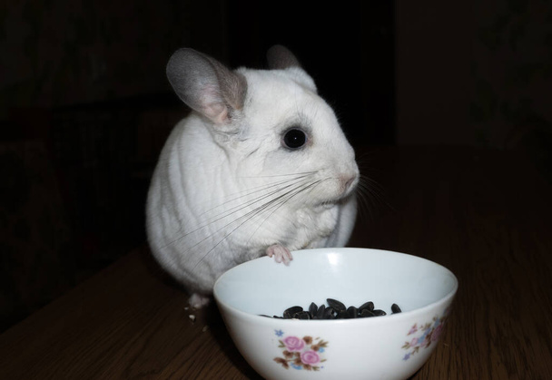 Cute puszyste szynszyla jest jedzenie w pobliżu płyty z nasion słonecznika na stole. Pet w domu. Białe futro i przyjazne zwierzę. Urocza szynszyla. - Zdjęcie, obraz