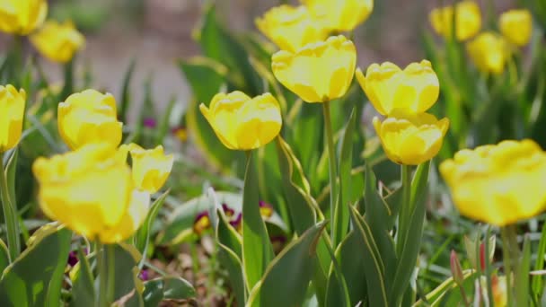 tulipanes amarillos - Metraje, vídeo