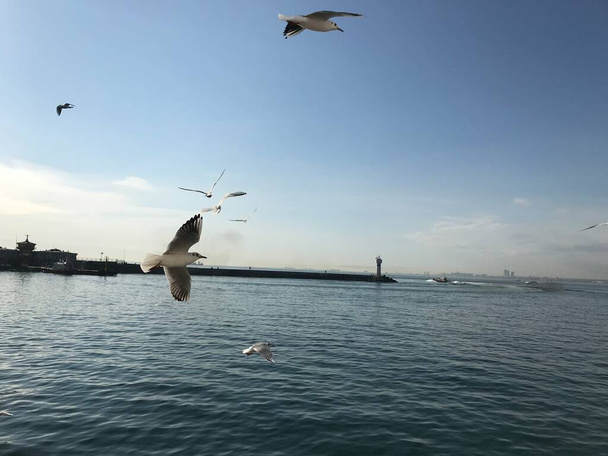 De witte duiven van de Bosporus - Foto, afbeelding