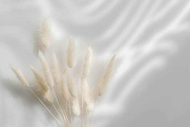 Brown conejito cola hierba sobre fondo gris, espacio de copia, hierba lagurus seca - Foto, Imagen