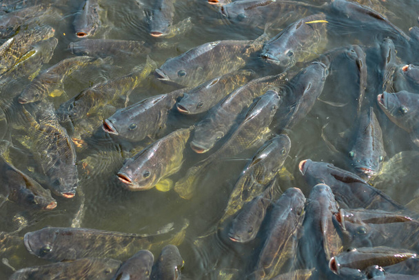 Многие пресноводные рыбы переполнены в закрытой сельскохозяйственной системе Таиланда. - Фото, изображение