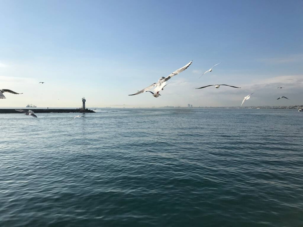 De witte duiven van de Bosporus - Foto, afbeelding