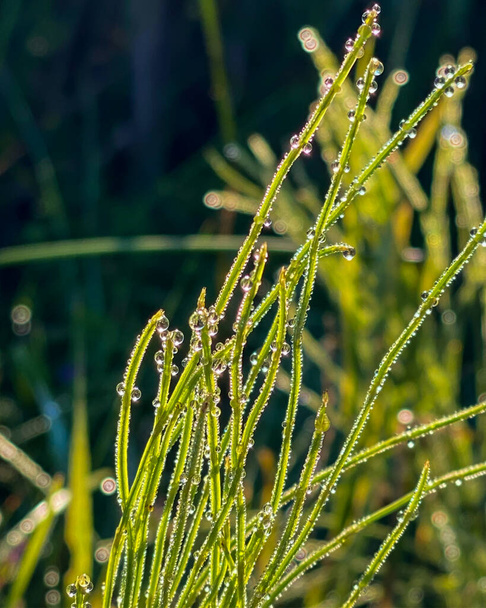 Krople wody na zielonej trawie o zachodzie słońca w ciepły letni dzień. Wyrażone bokeh w tle. piękno w naturze. - Zdjęcie, obraz