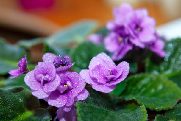 Fleurs violettes africaines en fleurs. Gouttes d'eau sur les pétales de fleurs - Photo, image
