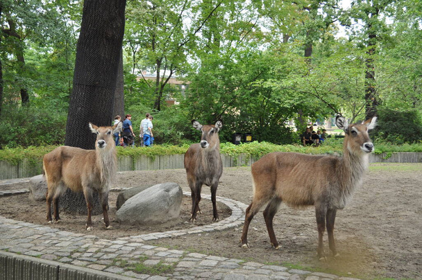 veados de mula animal selvagem em um zoológico no paddock atrás da cerca - Foto, Imagem