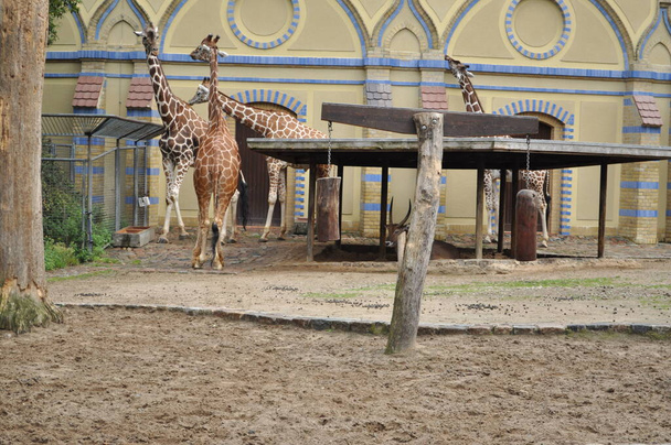 стадо жирафів в зоопарку стоїть на траві розширює довгу будівлю шиї на фоні в зоопарку
 - Фото, зображення