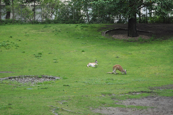 сумчасті кенгуру і весло в зоопарку на зеленій траві маленька зграя
 - Фото, зображення
