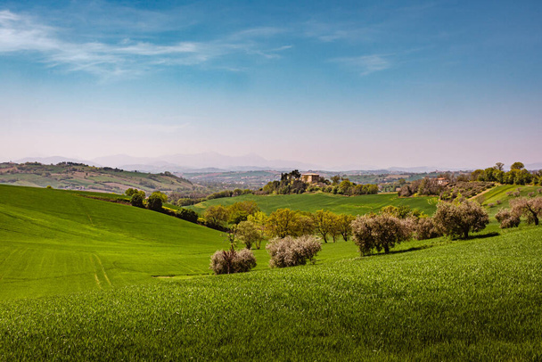 Passo Olgunlaşan yeşil kırsal tepelerin manzarası, Senigallia, Le Marche, İtalya 'nın uzak dağları. - Fotoğraf, Görsel