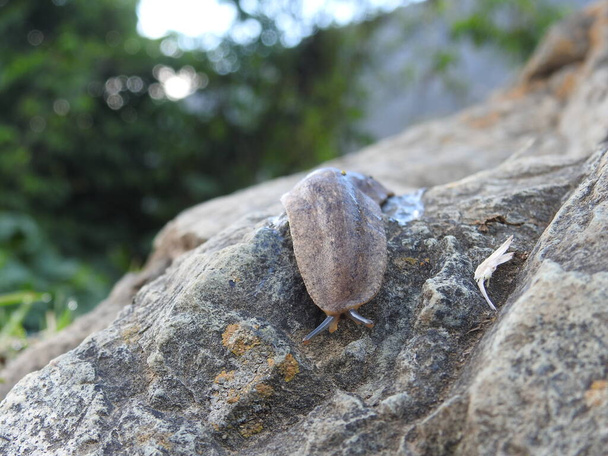babosa caminado sobre la piedra - Foto, Imagen