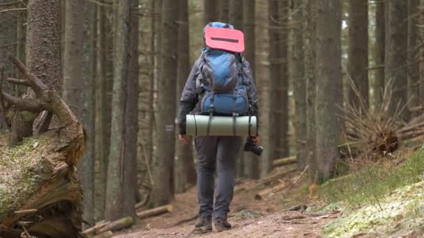 Hiker man with trekking backpack on his shoulders walking on trail in dark autumn woods. - Footage, Video