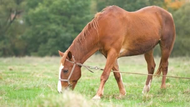 Hermoso caballo castaño pastando en el campo de verano. Pastos verdes con semental de granja de alimentación. - Imágenes, Vídeo