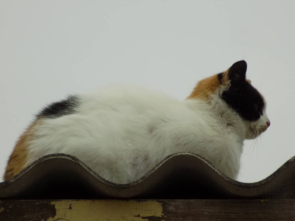 Domestic cat, or domestic cat (Felis silvestris catus)                     - Photo, Image