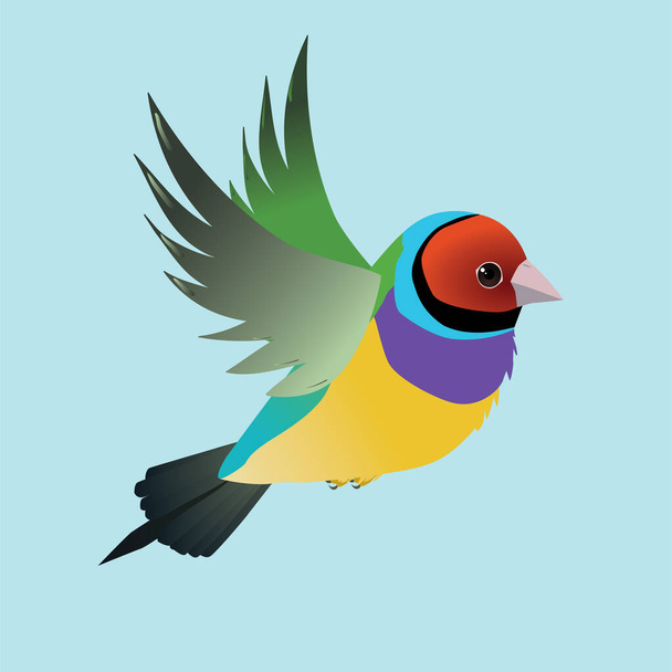 Flying gouldian finch bird on a blue background - Vector, Image