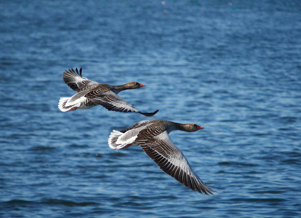   Dois gansos Greylag em voo     - Foto, Imagem